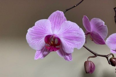 Orchid flower