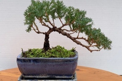 Bonsai tree