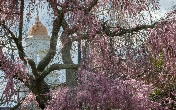 Flowering tree and capital building