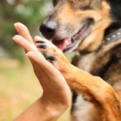 Dog touching a persons hand